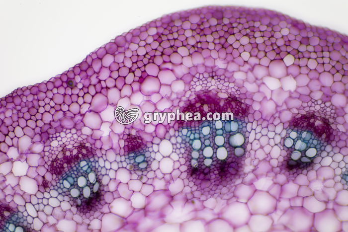 Pétiole de feuille de Vigne CT x40 - gryphea.com